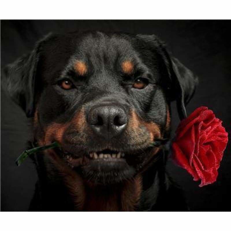 Special Dog Rottweiler Pictures Full Drill - 5D Diy Diamond 