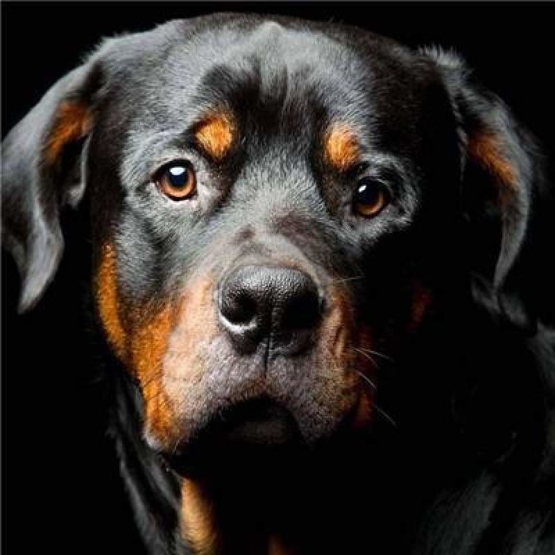 Special Dog Rottweiler Pictures Full Drill - 5D Diy Diamond 