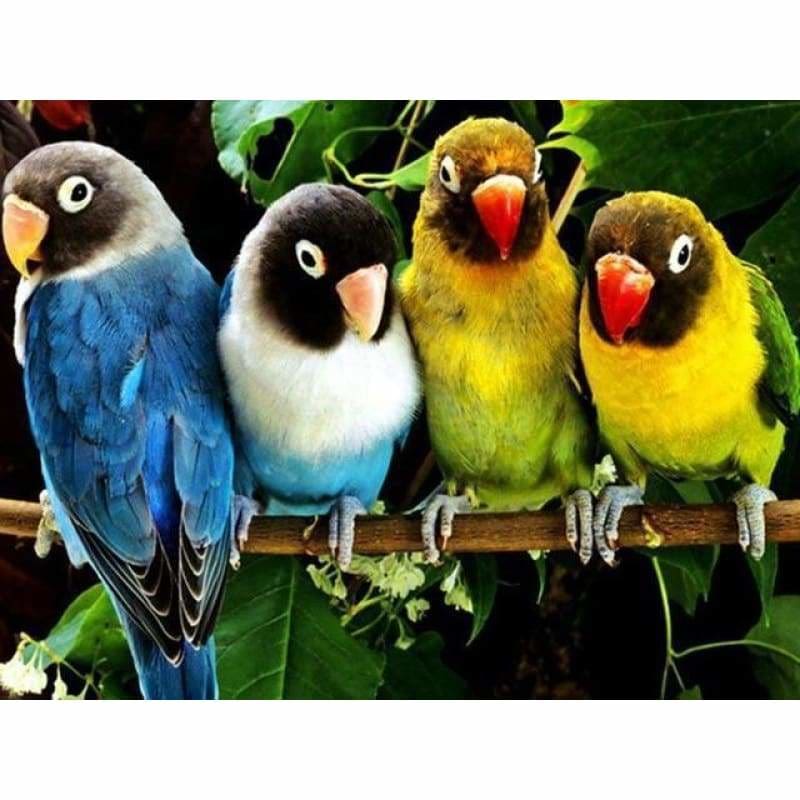 Full Drill - 5D DIY Diamond Painting Kits Cute Silly Parrots - NEEDLEWORK KITS