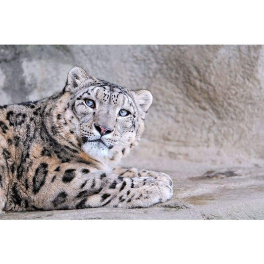 White Leopard - Full Drill Diamond Painting - Special Order